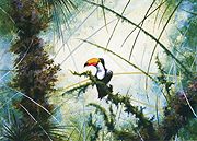 Toucan, the Pantanel, Brazil